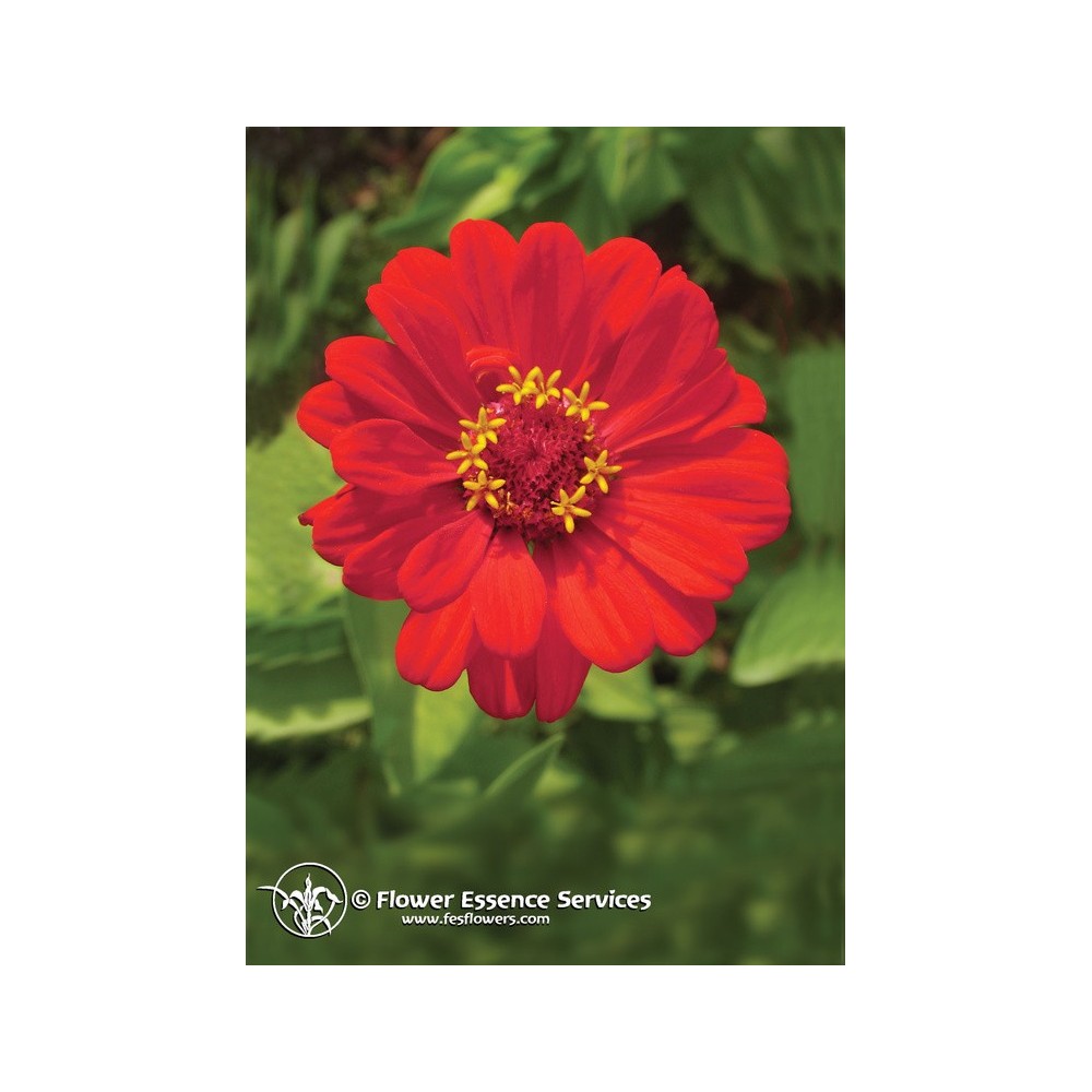 Essence Unique Californienne FES - Zinnia (Zinnia elegans) 7,4 ml